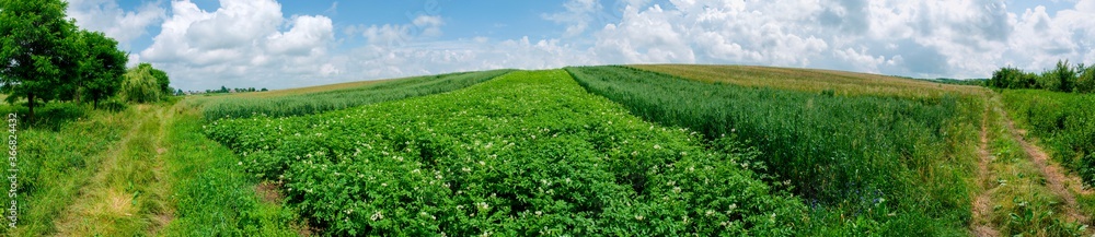 Panorama of green plants in potato crop in agriculture