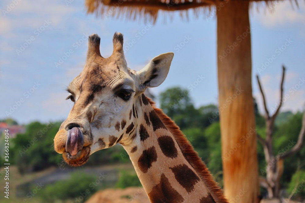 Obraz premium Rothschild's Giraffe Licks Nose with its Tongue in Czech Zoo. Beautiful Brown Tall Mammal with Spots being Adorable during Sunny Day.