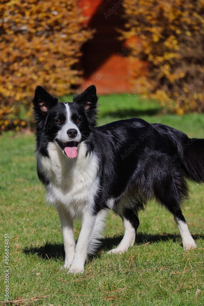 Happy Border Collie Standing in the Garden and Smiling at Camera. Black and White Dog with Tongue Out.