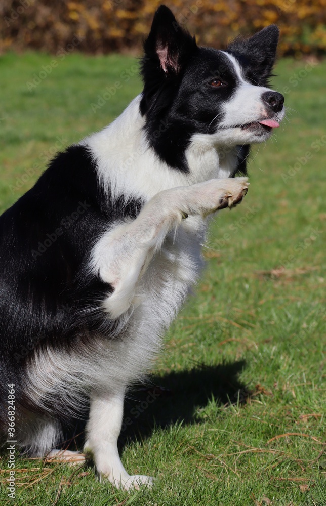 Border Collie Sits in the Garden and Gives a Paw. Black and White Dog with Paw Up Trains Obedience in Czech Republic.