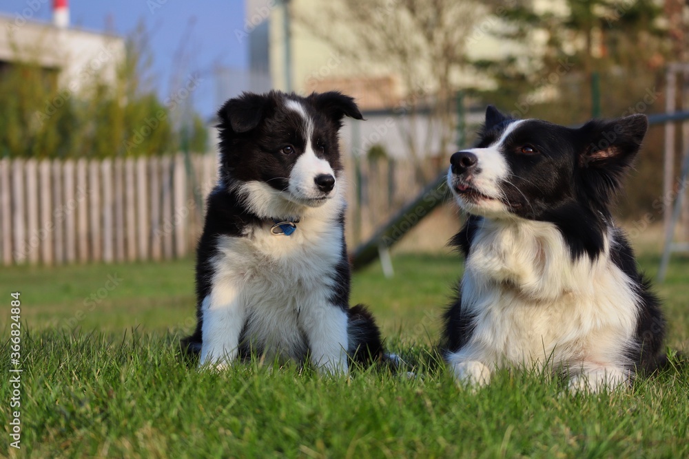 Border Collie Puppy Sits next to its Mom in the Garden in Czech Republic. Black and White Dog Family Rests in Park. Border Collie Puppy Sits next to its Mom in the Garden in Czech Republic. Black and White Dog Family Rests in Park.