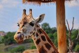 Rothschild's Giraffe Licks Nose with its Tongue in Czech Zoo. Beautiful Brown Tall Mammal with Spots being Adorable during Sunny Day.