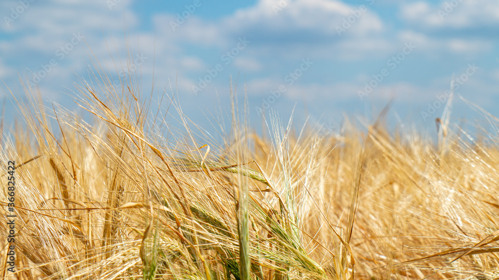 Fototapeta premium golden wheat field