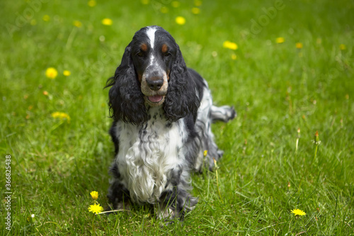 Summer. An English Cocker Spaniel stands on a green lawn with yellow flowers. The color is black and white.