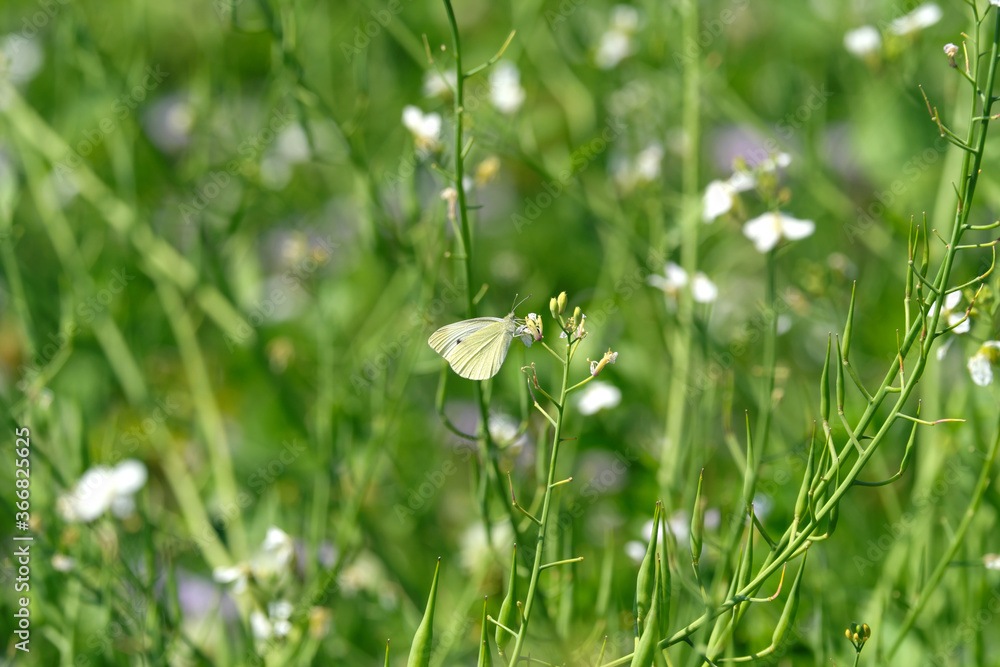 Nature photography with green meadow and white butterfly - Stockphoto Nature photography with green meadow and white butterfly - Stockphoto