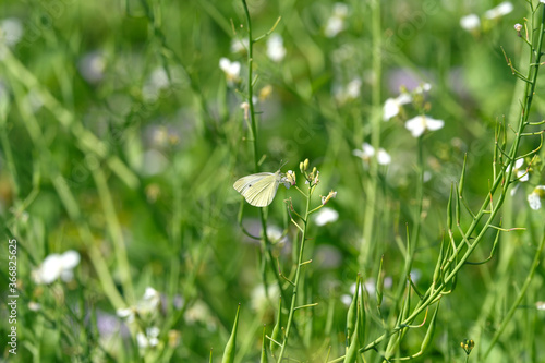 Nature photography with green meadow and white butterfly - Stockphoto