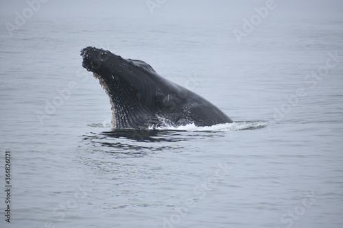 Humpback whale lunge feeding showing face