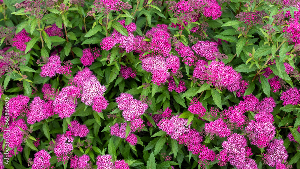 Pink blooming Spiraea japonica in the garden. Pink blooming Spiraea japonica in the garden.