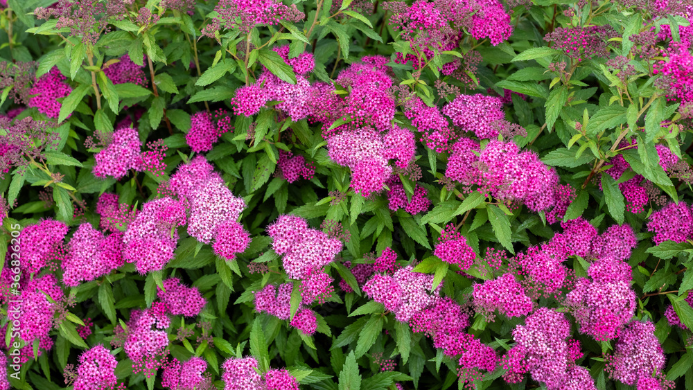 Pink blooming Spiraea japonica in the garden.