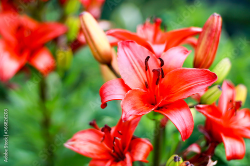 a beautiful red lily photographed close up  © Azer