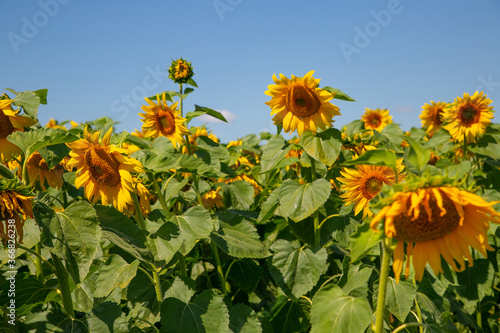 beautiful yellow sunflowers on a field against a blue sky for your background or design
