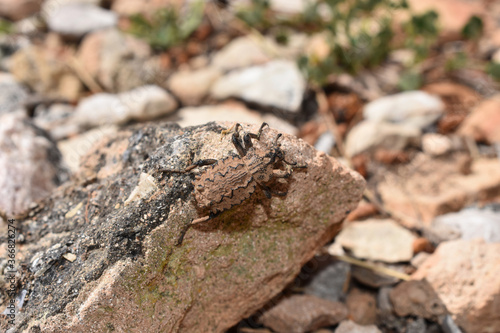 Brown camouflaged beetle on a rock