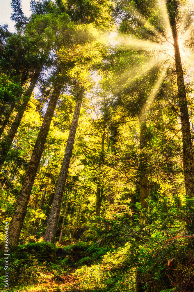 hiking in forest with sunlight hiking in forest with sunlight