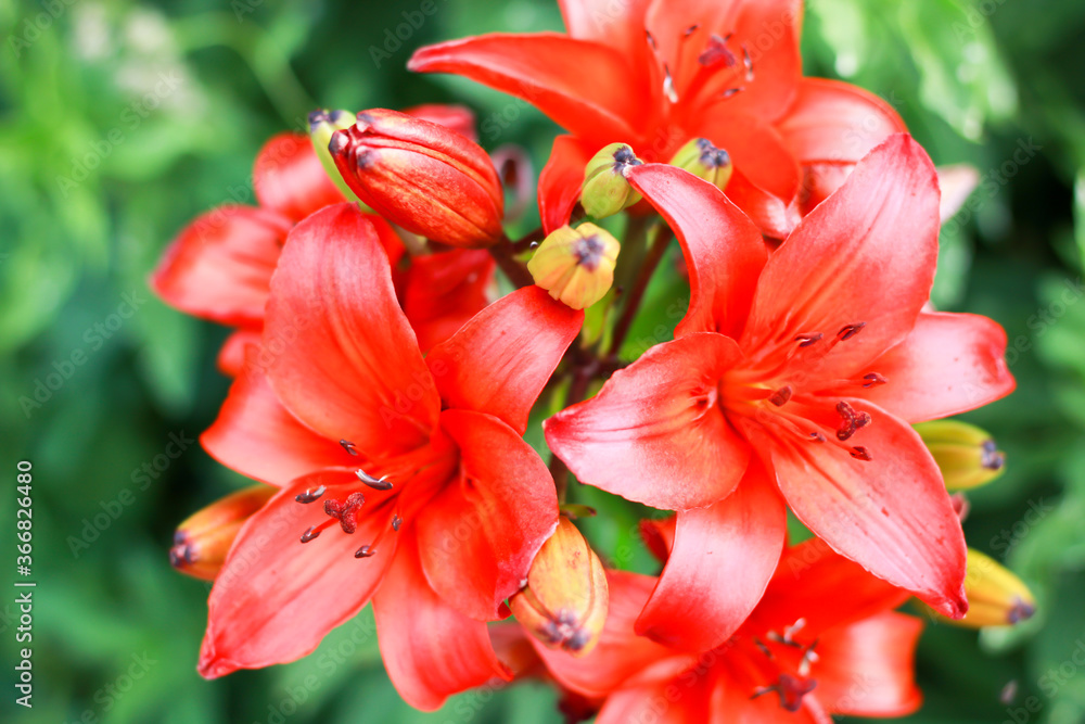 a beautiful red lily photographed close up
a beautiful red lily photographed close up