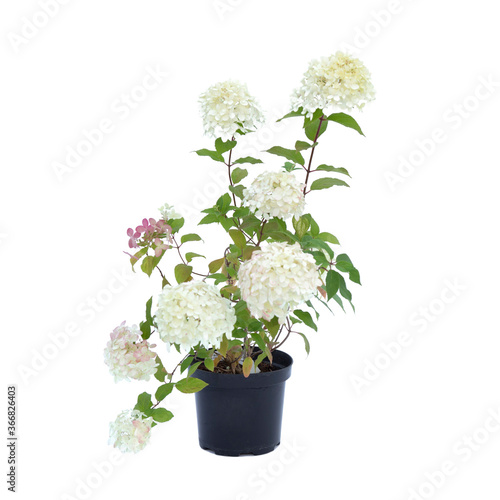 White hydrangea in flowerpot on a white background