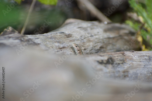 UK Common Lizard basking and hunting in the summer sunlight