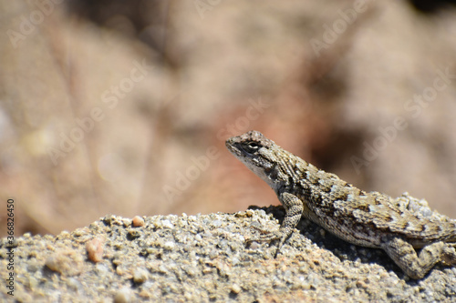 Coastal Range western fence lizard