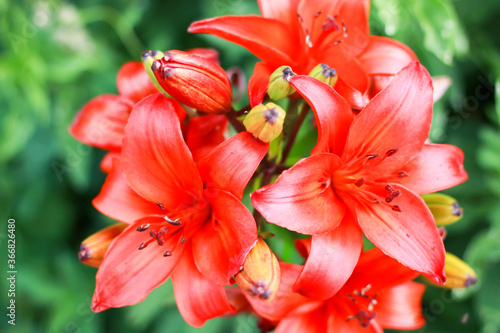 a beautiful red lily photographed close up  © Azer