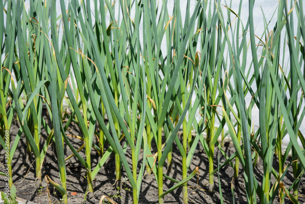 Spring crop - feathers of green onions and garlic grow in the garden. Spring crop - feathers of green onions and garlic grow in the garden.