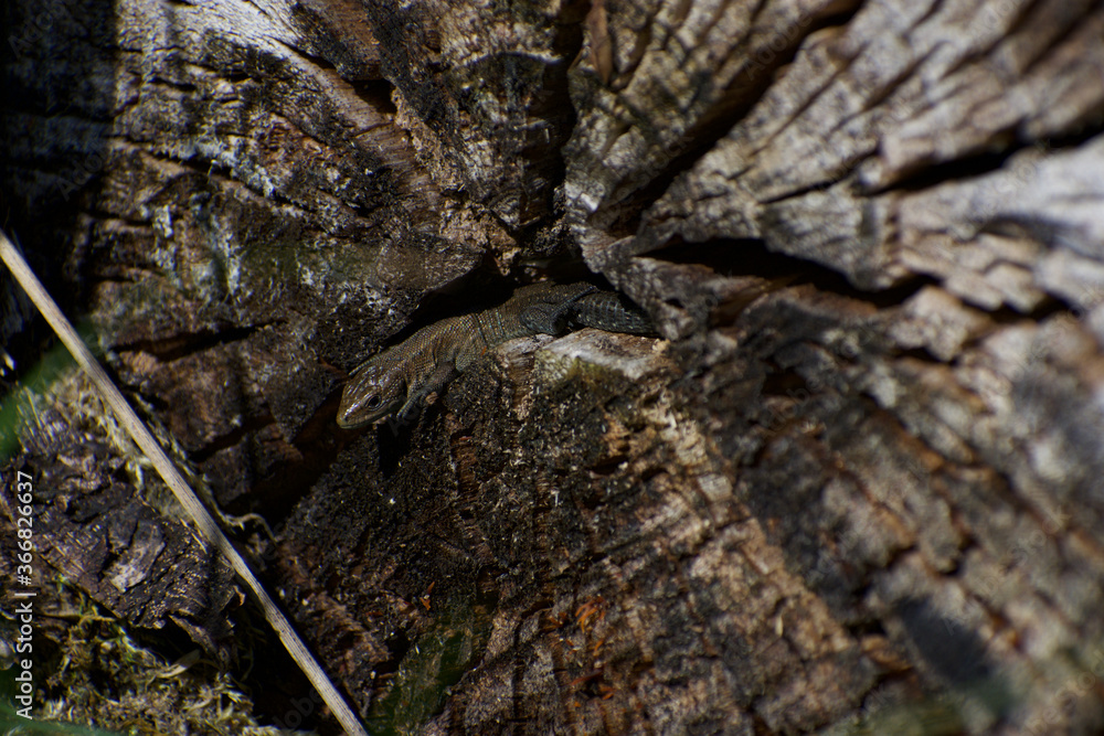 UK Common Lizard basking and hunting in the summer sunlight UK Common Lizard basking and hunting in the summer sunlight