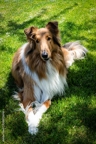 border collie dog