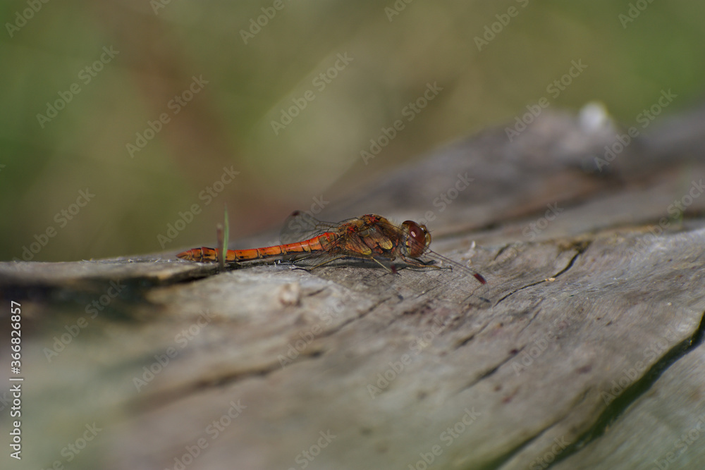 Red, common darter dragonfly perched on a log, basking in the bright summer sunlight. Red, common darter dragonfly perched on a log, basking in the bright summer sunlight.