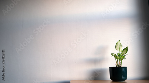 A green leafed potted plant sits aesthetically on a wooden desk as the shadows play on the wall behind it.