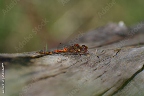 Red, common darter dragonfly perched on a log, basking in the bright summer sunlight.