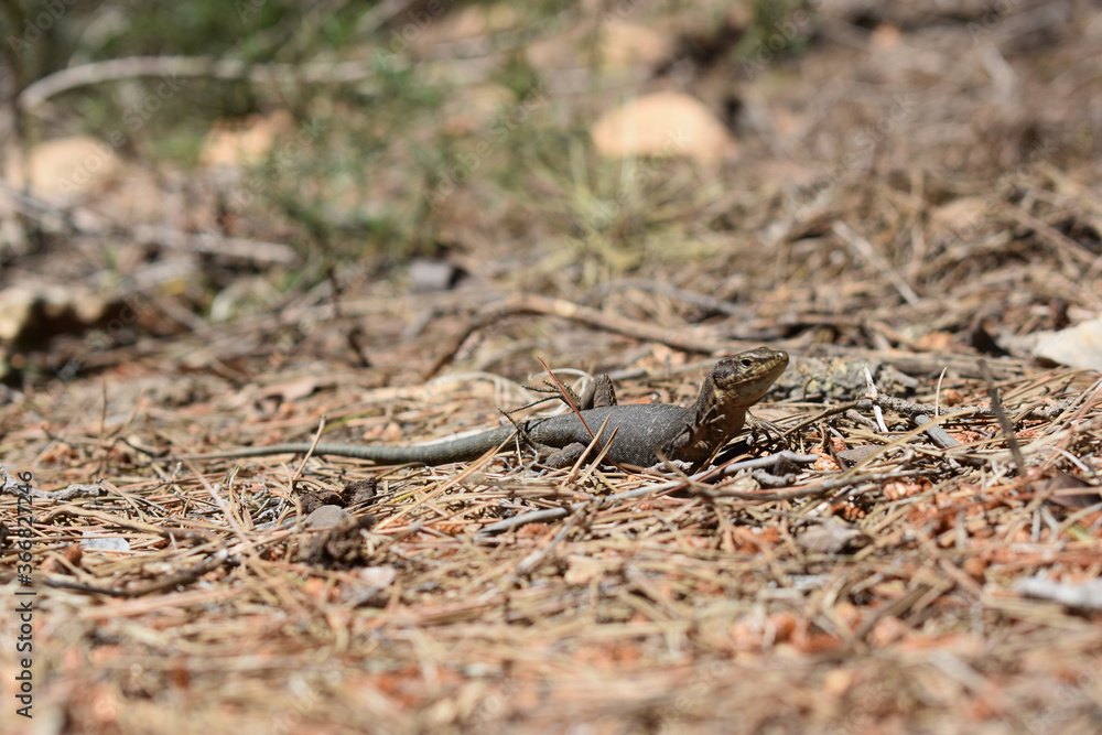 Lilford's wall lizard on Dragonera Island, Mallorca, Spain. Basking and hunting, investigating camera. Lilford's wall lizard on Dragonera Island, Mallorca, Spain. Basking and hunting, investigating camera.