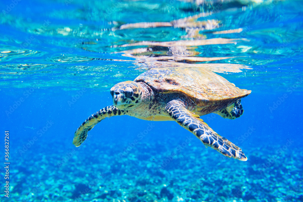 Obraz premium Hawksbill sea turtle