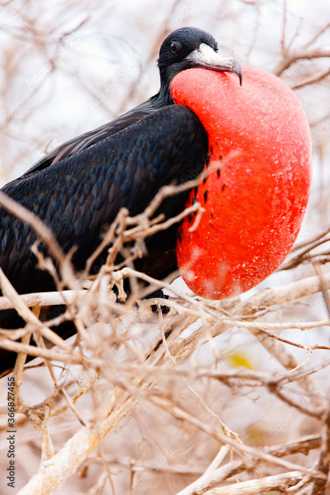 Fototapeta premium Male magnificent frigatebird