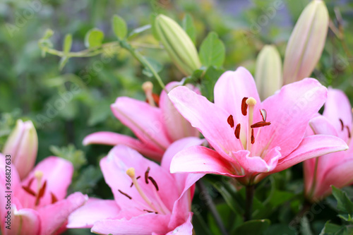 a beautiful pink lily with a small wasp in bloom photographed close up