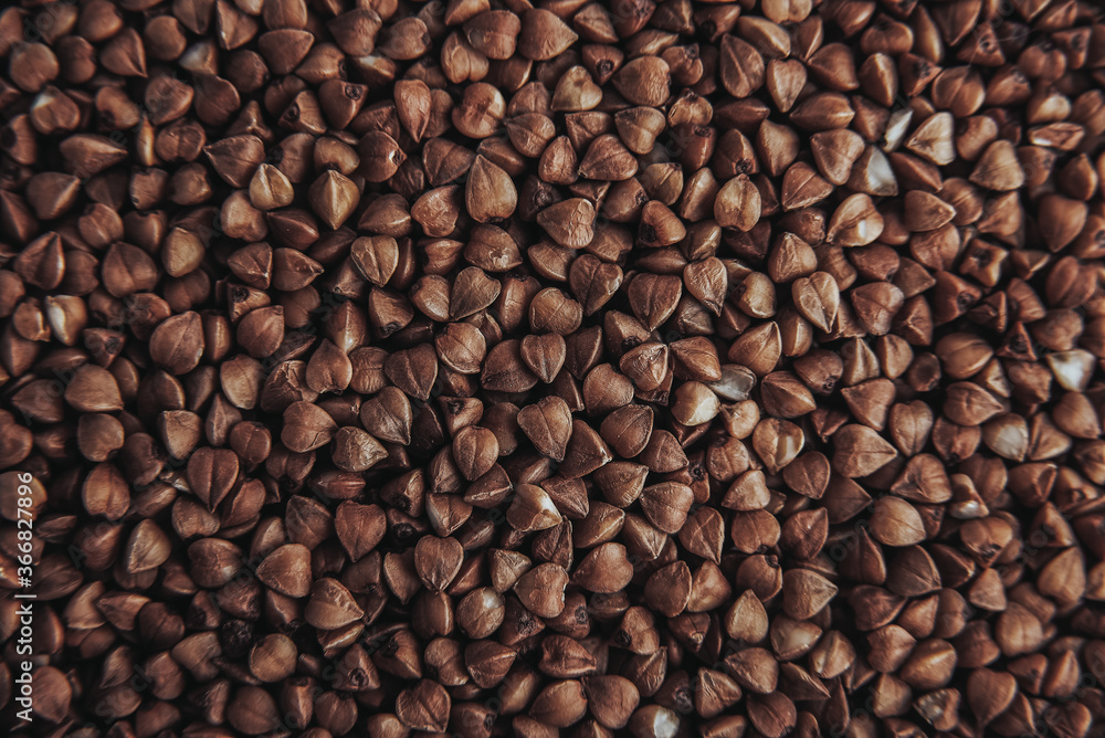 buckwheat. fresh buckwheat. dry buckwheat background. buckwheat texture buckwheat. fresh buckwheat. dry buckwheat background. buckwheat texture