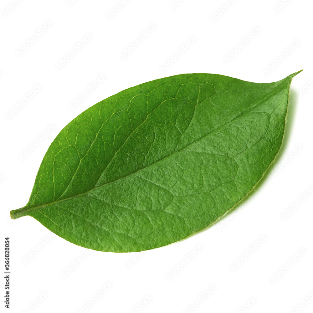 Obraz premium Green leaf isolated on white background, close-up