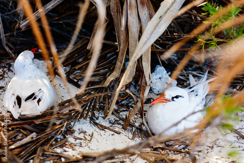 Red-tailed tropicbirds photo