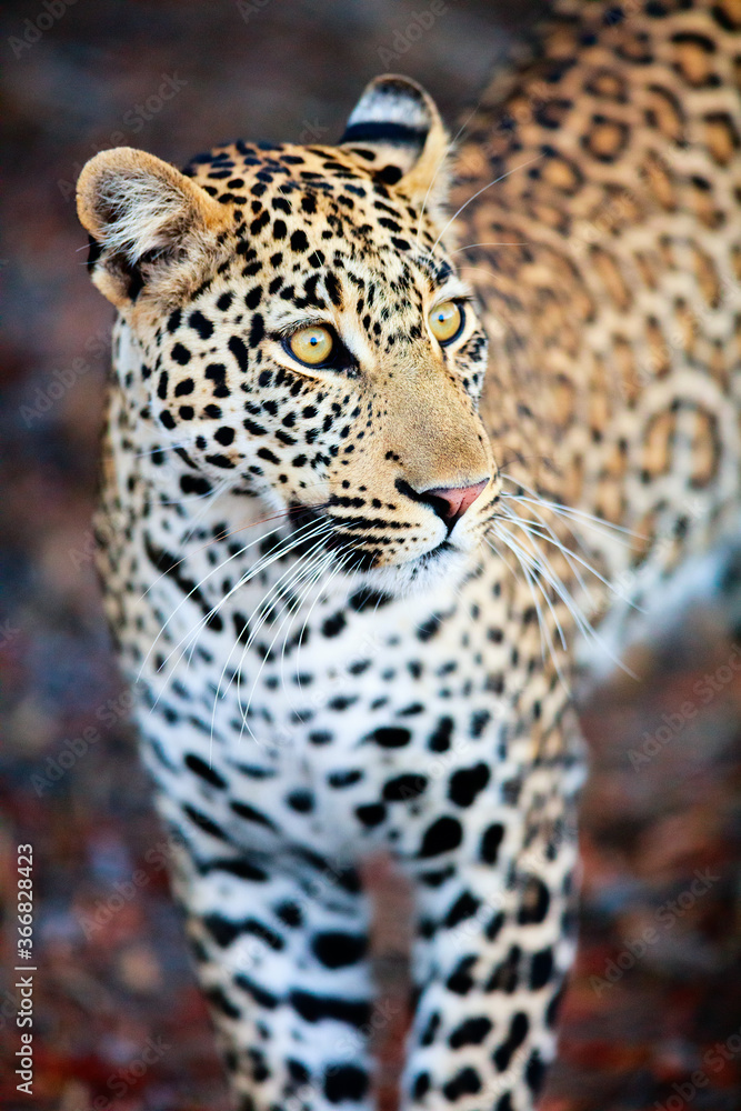 Obraz premium Young male leopard