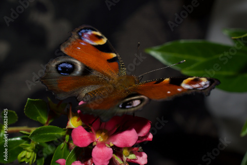 Peacock butterfly perched on flowers, beautiful colours, colourful patterns.