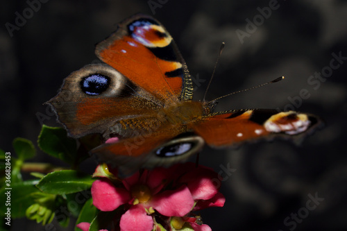 Peacock butterfly perched on flowers, beautiful colours, colourful patterns.