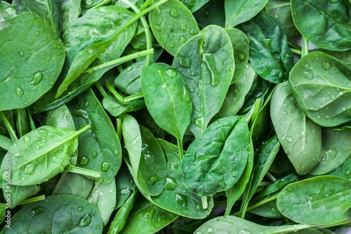Baby spinach - versatile and nutritious vegetables. super green with antioxidants photo