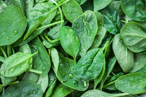 Baby spinach - versatile and nutritious vegetables. super green with antioxidants