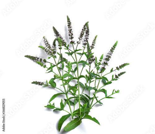 fresh fragrant flowering mint on a white background