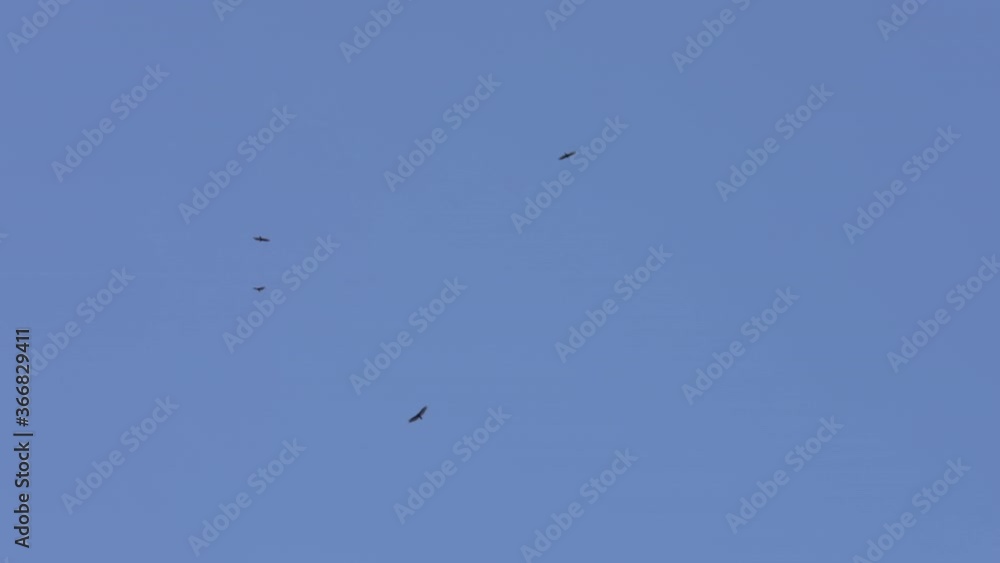 Ground perspective of hawks circling a forest in the north west Ground perspective of hawks circling a forest in the north west