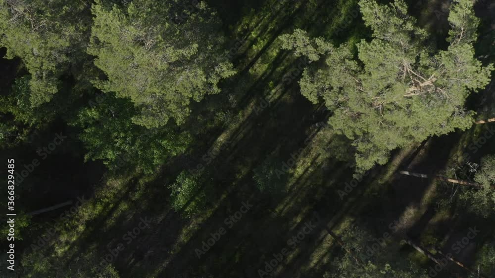 Drone top down view of trees in a coniferous forest. Flying down. Drone top down view of trees in a coniferous forest. Flying down.