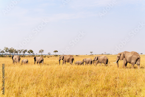 Elephants in Africa