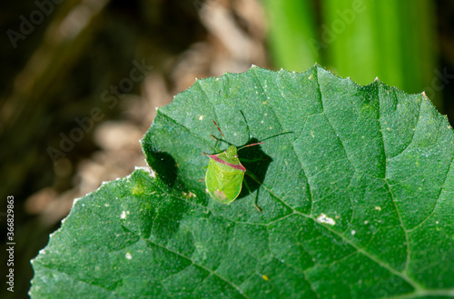 Red Shouldered Stink Bug, (Thyanta pallidovirens) on a squash leaf 