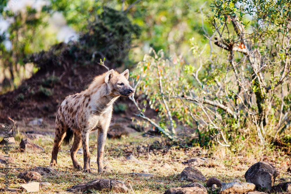 Obraz premium Hyena in Africa