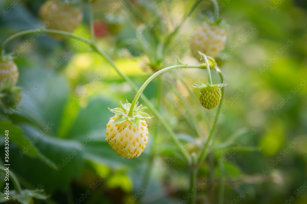 White pineapple ripe strawberry berries on the strawberry plant in summer. White pineapple ripe strawberry berries on the strawberry plant in summer.