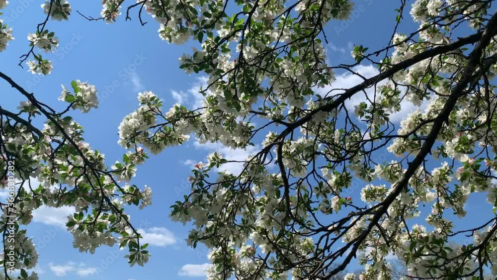Tree with white flowers swaying in the wind on a bright blue day! Tree with white flowers swaying in the wind on a bright blue day!