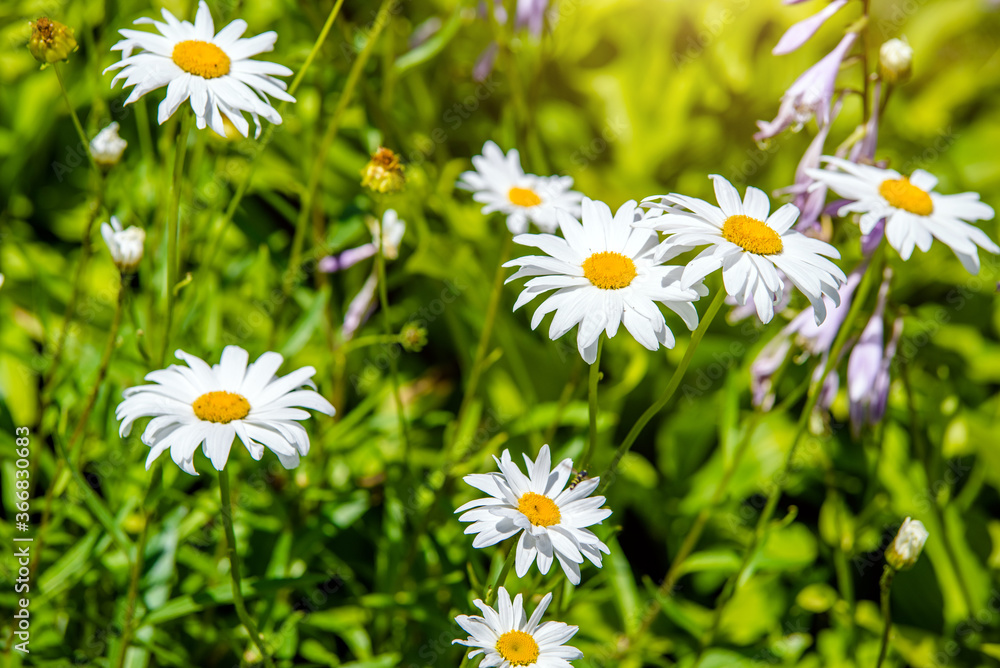 White daisies bloom in summer among the grass White daisies bloom in summer among the grass