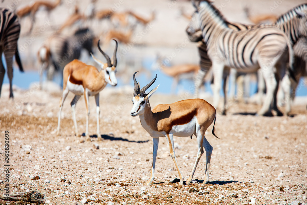 Many animals at waterhole in Etosha Namibia Many animals at waterhole in Etosha Namibia